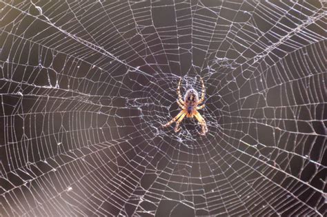 蜘蛛網風水|蜘蛛在家窗外結網居住的徵兆 家中出現蜘蛛什麼意思